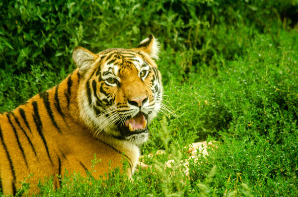 A Tiger gnawing on meat