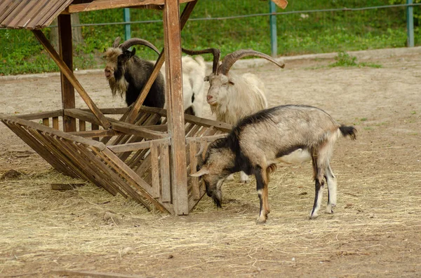 Cabras y ovejas juntas, una oveja oscura — Foto de Stock