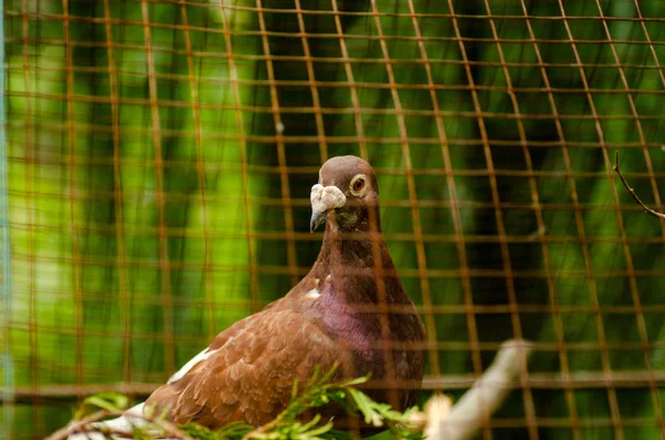 Ein Vogel Auf Dem Bauernhof Oder Zoo — Stockfoto