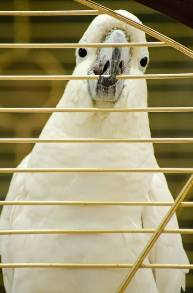 Cacatua crista de enxofre na gaiola — Fotografia de Stock