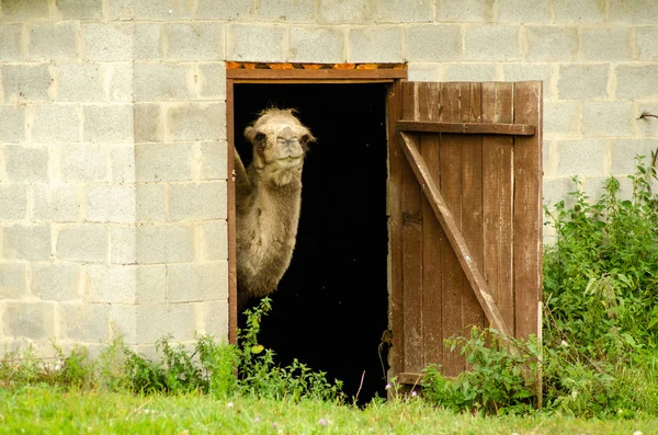 Os camelos na gaiola têm um sol quente no mundo árabe, usado para viajar pela cidade. Na terra do deserto — Fotografia de Stock