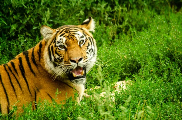 A Tiger gnawing on meat — Stock Photo, Image