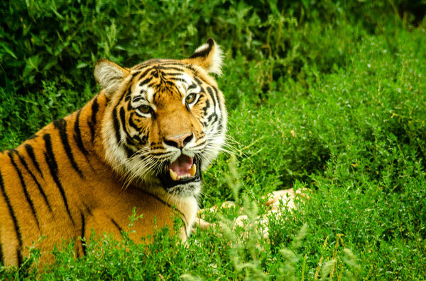 A Tiger gnawing on meat