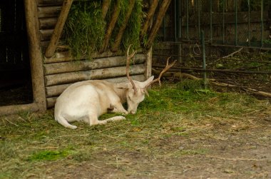 çamur arka planda altın ve kırmızı yaprakları