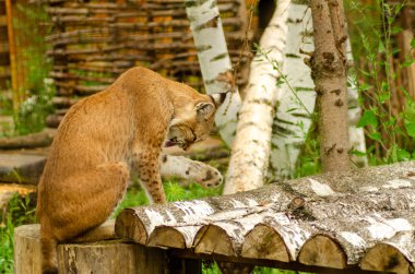 Eurasian Lynx ceket.