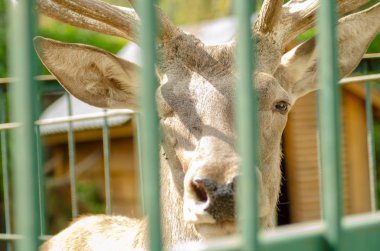 çamur arka planda altın ve kırmızı yaprakları