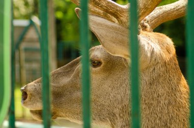 çamur arka planda altın ve kırmızı yaprakları