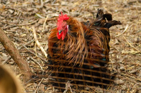 Galinhas de ovos, galinhas em gaiolas fazenda industrial — Fotografia de Stock