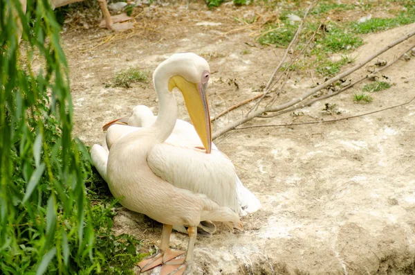 Pelicans in the cage — Stock Photo, Image