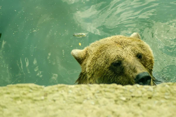 Urso flutuante arranhões cabeça — Fotografia de Stock