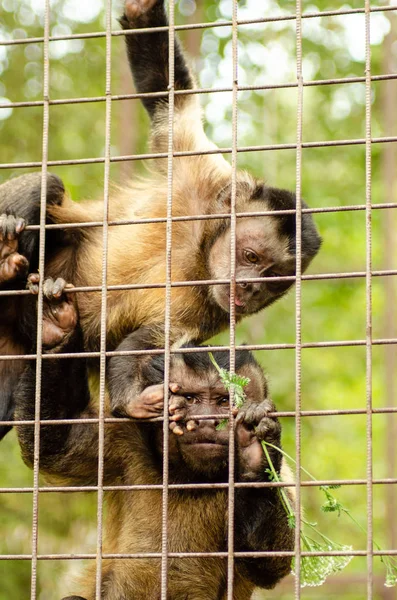 Close-up of a Hooded Capuchin Monkey contemplating life behind bars in a big city zoo, captive setting (shallow focus). — Stock Photo, Image