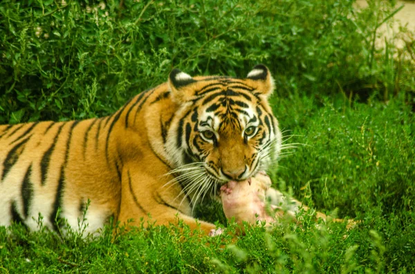 Tygrys gryząc na mięso — Zdjęcie stockowe