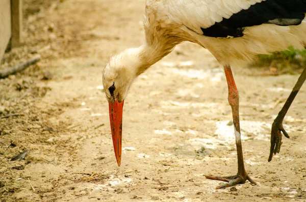 Beautiful White Heron Close View — Stock Photo, Image