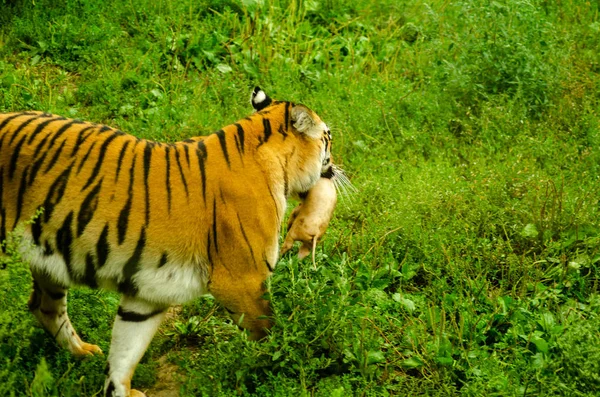 Una tigre che rosicchia la carne — Foto Stock