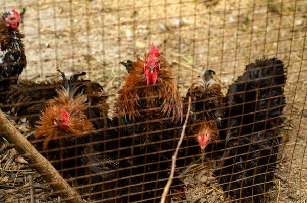 Ägg kycklingar, höns i burar industriella gård — Stockfoto
