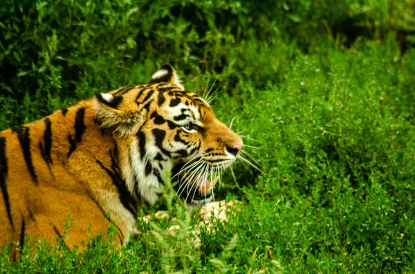 A Tiger gnawing on meat — Stock Photo, Image