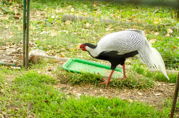 Faisão, macho, de pescoço anelar ou Faisão Comum (Fasiano colchicus) sobre um tronco com fundo verde e laranja, colorido Outonal. De frente para a esquerda. Paisagem . — Fotografia de Stock