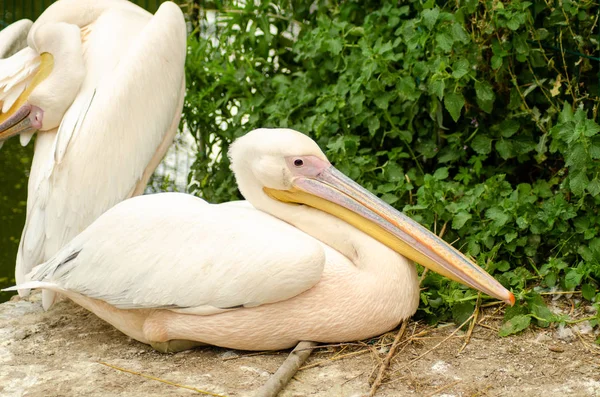 Pelicans in the cage — Stock Photo, Image