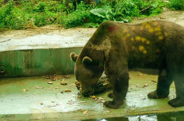 Urso flutuante arranhões cabeça — Fotografia de Stock