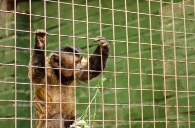 Yakın çekim bir kapüşonlu Capuchin Monkey büyük bir şehir Hayvanat Bahçesi, esir ayarı (sığ odak çubukların arkasında yaşam düşünerek).