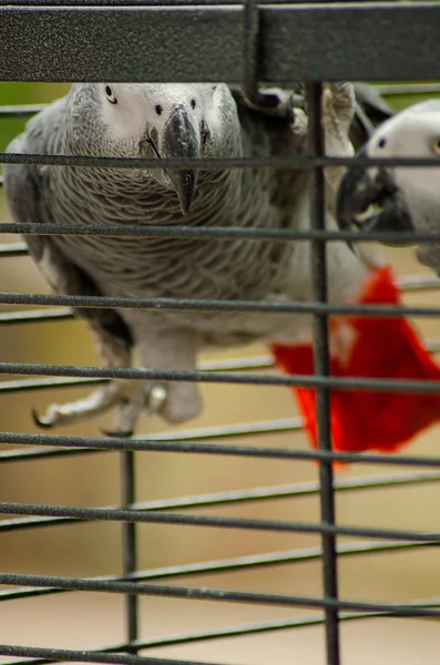 Cacatua crista de enxofre na gaiola — Fotografia de Stock