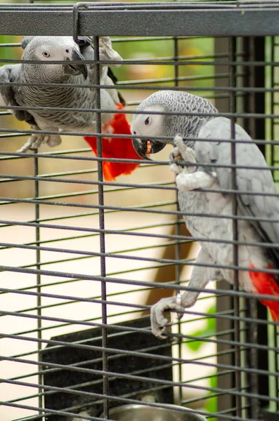 Cacatua con cresta di zolfo nella gabbia — Foto Stock