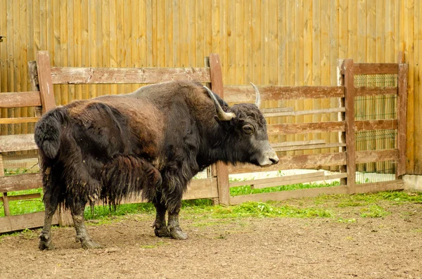 Дикий буйвол с белой цаплей. (Bubalus arnee), также называемый азиатским буйволом, азиатским буйволом и диким азиатским буйволом . — стоковое фото