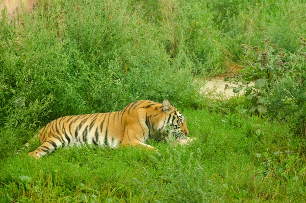 Ein Tiger, der an Fleisch nagt — Stockfoto