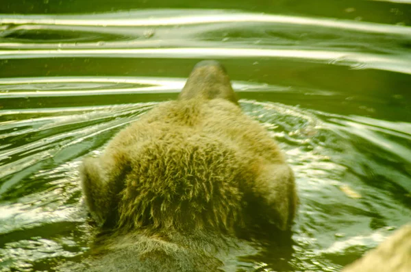 Urso flutuante arranhões cabeça — Fotografia de Stock