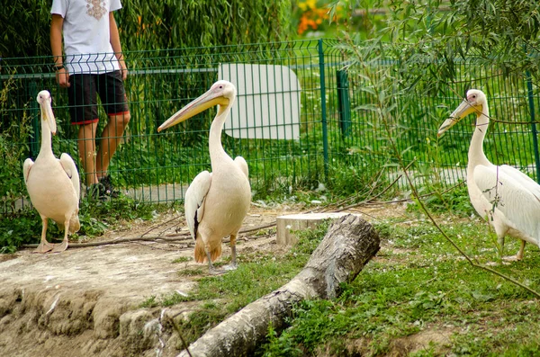 Pelikany w klatce — Zdjęcie stockowe