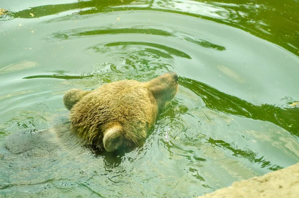 Floating Bear krassen hoofd — Stockfoto