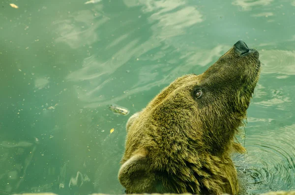 Urso flutuante arranhões cabeça — Fotografia de Stock