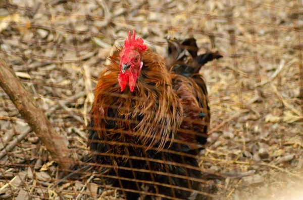 Ägg kycklingar, höns i burar industriella gård — Stockfoto