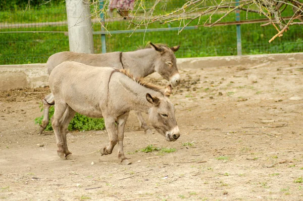 Donkeys Farm Animal brown color close up cute funny pets (O burro ou burro, Equus africanus asinus é um membro domesticado da família de equídeos ou cavalos ) — Fotografia de Stock