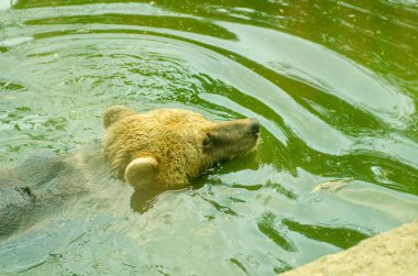 yüzen ayı çizikler kafa