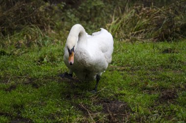 Beyaz Kuğu doğanın görünümü