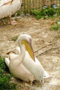 Pelikan içinde belgili tanımlık kafes