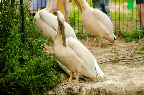 Pelicans in the cage — Stock Photo, Image