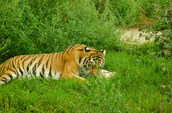 Ein Tiger, der an Fleisch nagt — Stockfoto