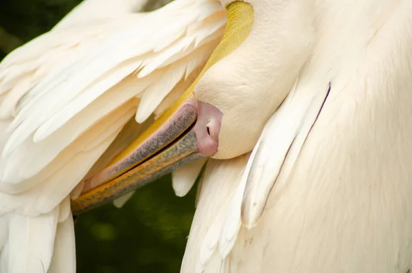 Pelicans in the cage — Stock Photo, Image