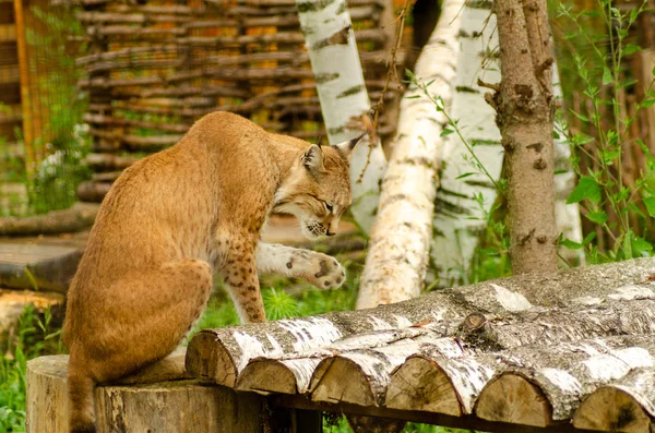 Znak Lynx eurasijský. — Stock fotografie