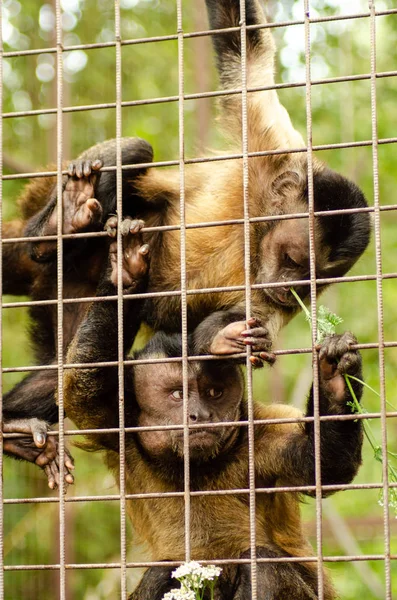Close-up of a Hooded Capuchin Monkey contemplating life behind bars in a big city zoo, captive setting (shallow focus). — Stock Photo, Image