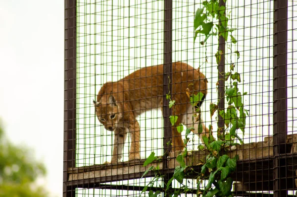 緑の森の中で野生の猫ユーラシアリンクスを歩く. — ストック写真