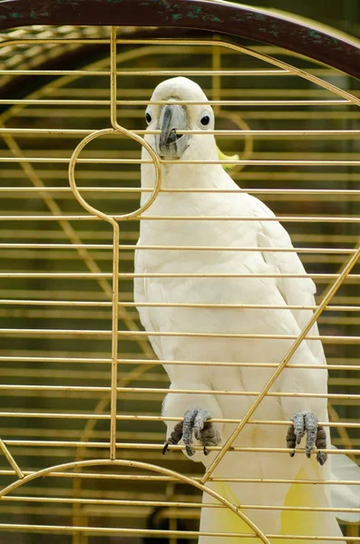 Cacatúa de cresta de azufre en la jaula — Foto de Stock