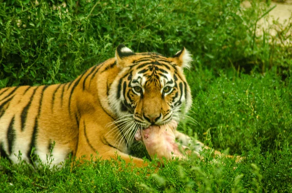 A Tiger gnawing on meat — Stock Photo, Image
