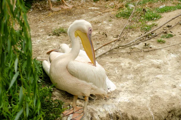 Пелікани в клітці — стокове фото