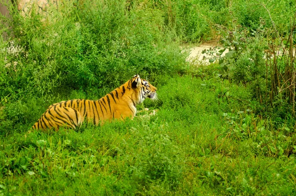 Una tigre che rosicchia la carne — Foto Stock