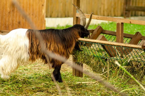 Cabra Montanha Zoológico — Fotografia de Stock