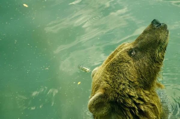 Urso flutuante arranhões cabeça — Fotografia de Stock