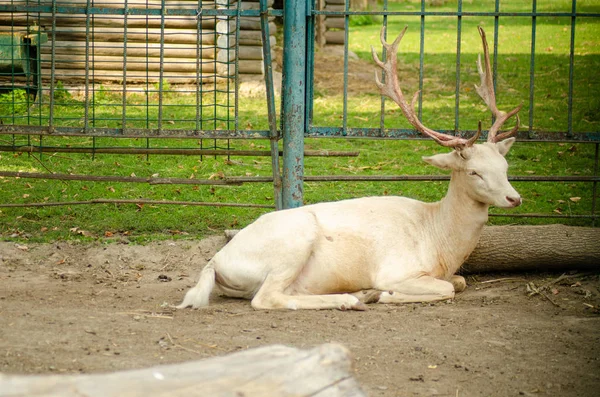 Cerfs dans la cage au zoo de Thaïlande . — Photo